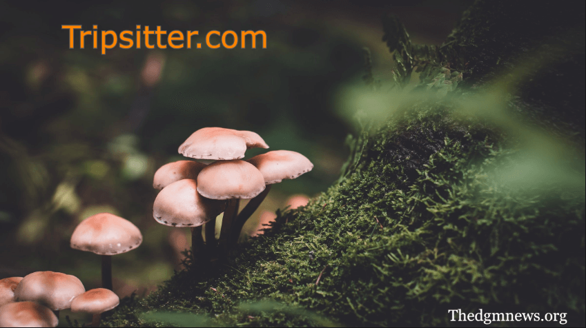 What Is tripsitter.com